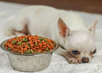 Close-up of a dog in bowl