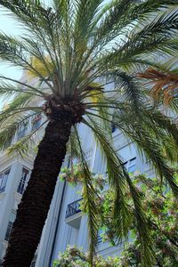 Low angle view of palm tree