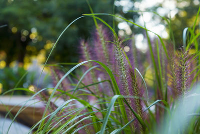 Close-up of grass growing on field