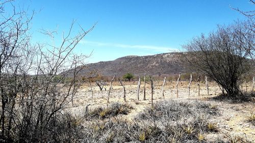 Bare trees on field against clear blue sky