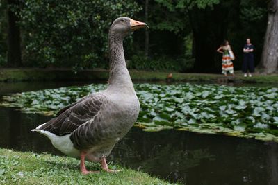 Close-up of pelican