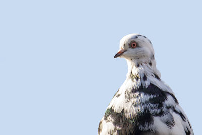 Close-up of a bird against clear sky