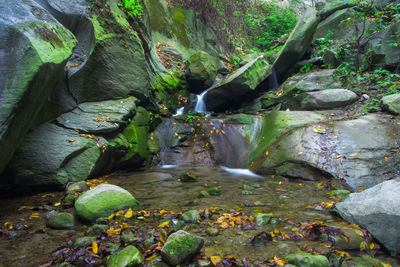 Scenic view of waterfall in forest