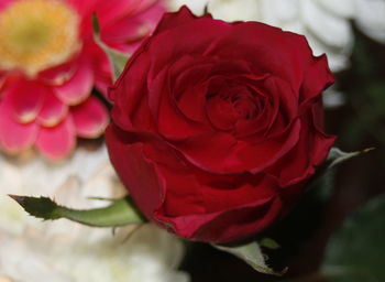 Close-up of red rose