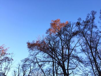 Low angle view of trees against sky