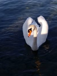 Swan floating on lake