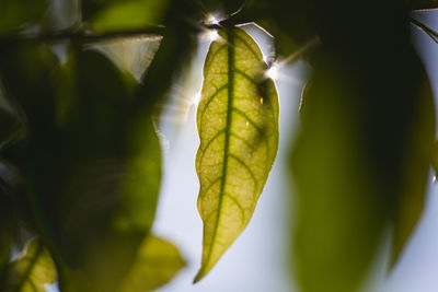 Close-up of fresh green leaves