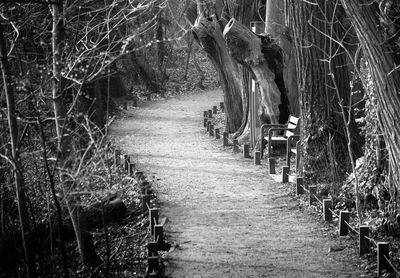 Trees along road