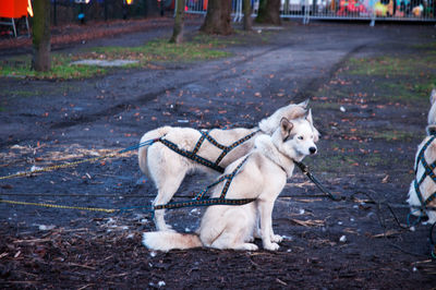 Dog on footpath