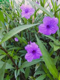 Close-up of purple flowering plants