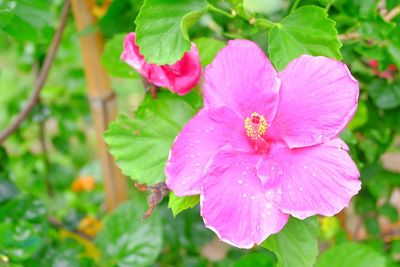 Close-up of pink flowering plant