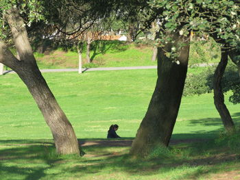 High angle view of tree in park