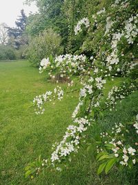 White flowers blooming on tree