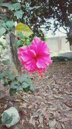 Close-up of pink flowering plant