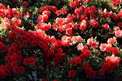 Close-up of red flowers blooming outdoors