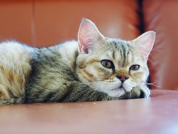 Close-up portrait of tabby