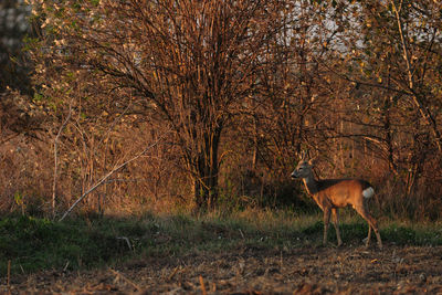 Deer standing in a forest