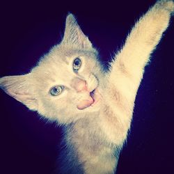 Close-up of over black background