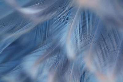 Full frame shot of blue feathers