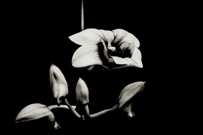 Close-up of flower against black background