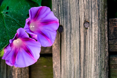 Close-up of flower on wooden table