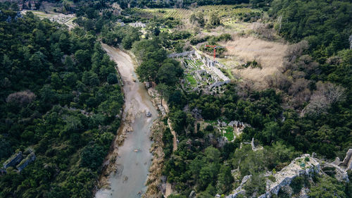 High angle view of trees in forest