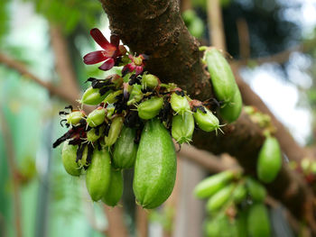 Close-up of fruit growing on tree