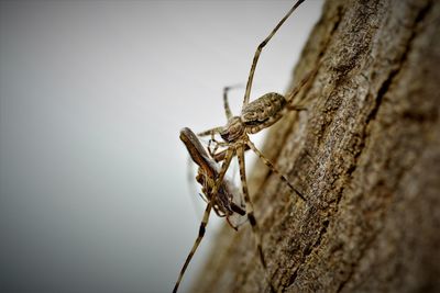 Close-up of spider on tree trunk