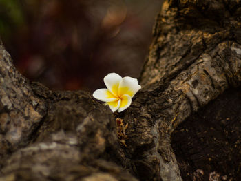 Close-up of white flowers