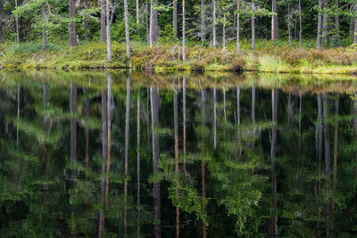 Scenic view of lake in forest