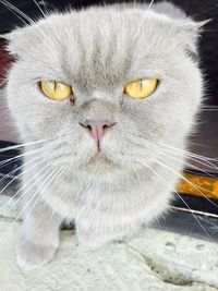 Close-up portrait of cat