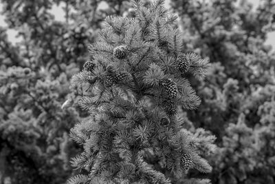 Close-up of plant