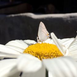 Close-up of insect on yellow flower