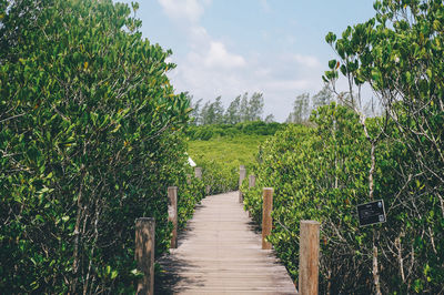 Boardwalk amidst plants on field against sky