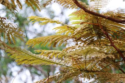 Low angle view of pine tree
