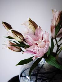 Close-up of pink flowering plant against white background