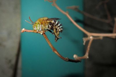 Close-up of bee on plant