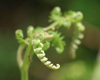 Close-up of green flower bud