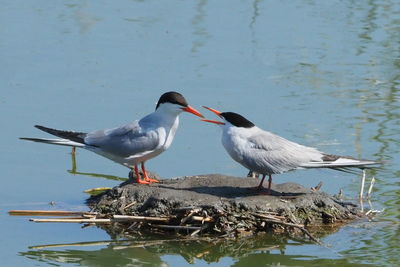 Birds perching on a lake