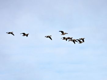 Wild geese flying south