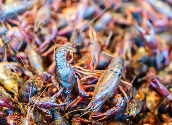 Close-up of crabs