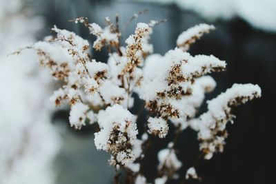 Close-up of fresh white flowers blooming in park