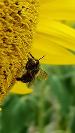 Close-up of insect on yellow flower