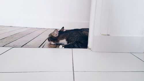 Cat resting on a tiled floor