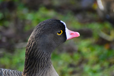 Close-up of bird looking away