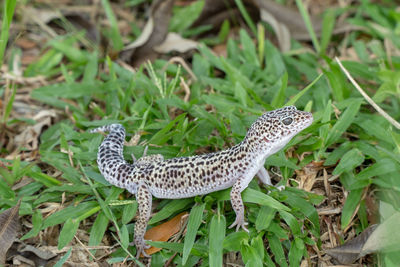 Close-up of a lizard on a land