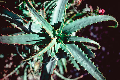 Close-up of succulent plant