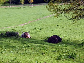 View of sheep on grassland