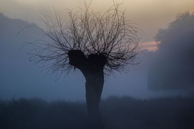 Lone bare tree on landscape against clear sky