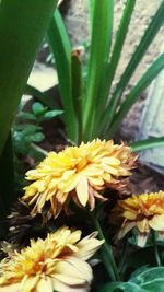 Close-up of yellow flowers